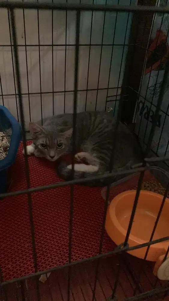 Kucing Munchkin mix persia