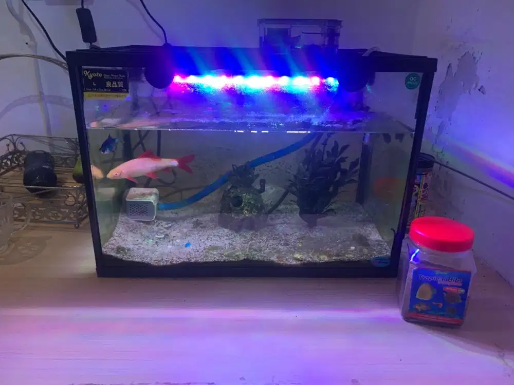 Jual akuarium + ikan