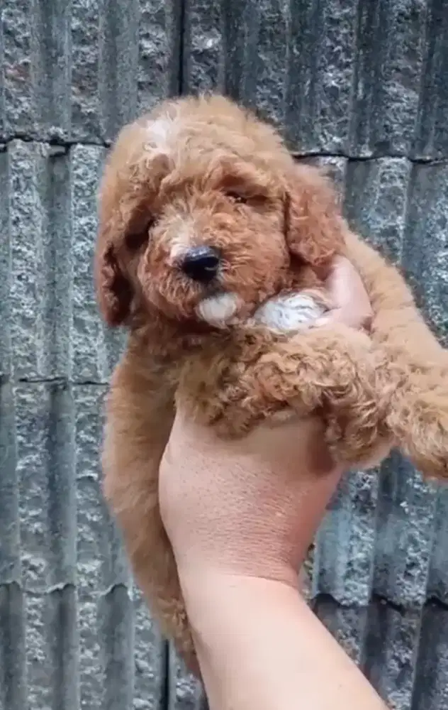 Poodle Betina fawn marking putih