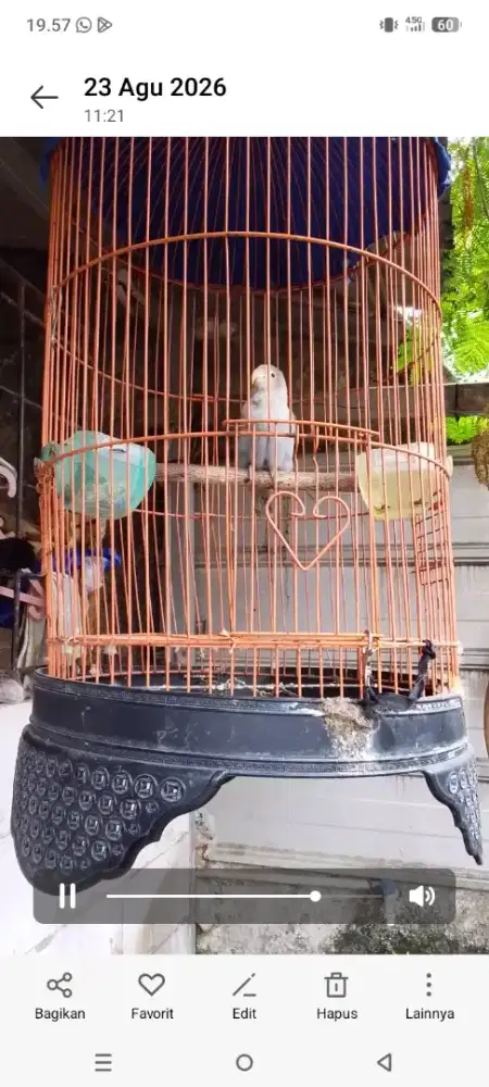 Lovebird Betmen masih muda barter