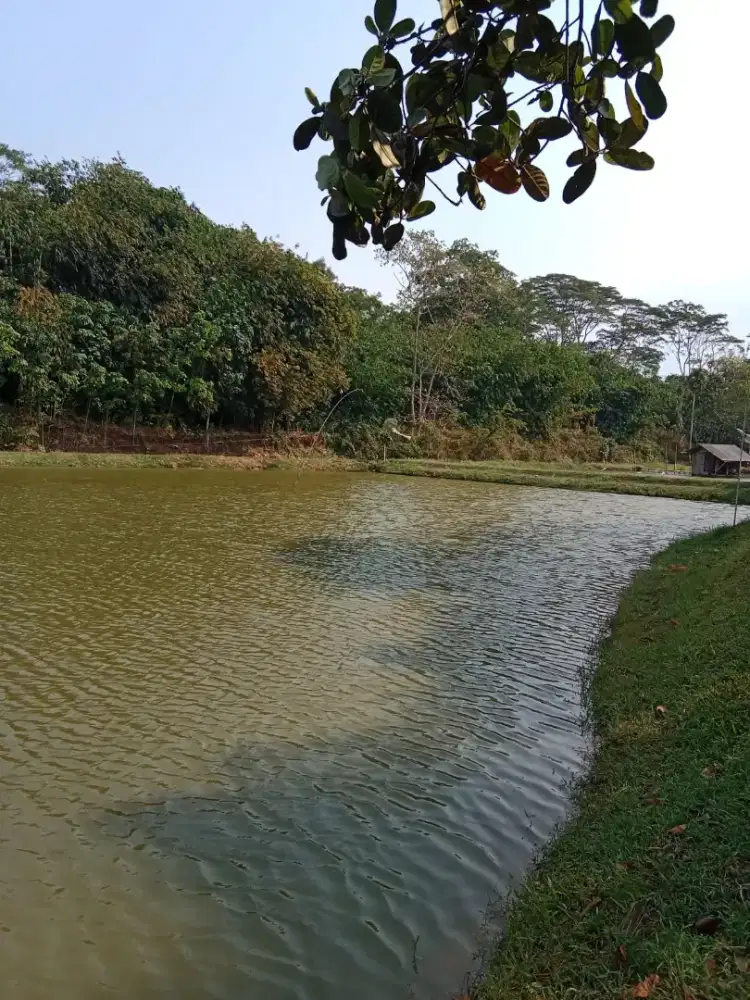 Dijual Tanah dan Kolam di Kalijati Subang