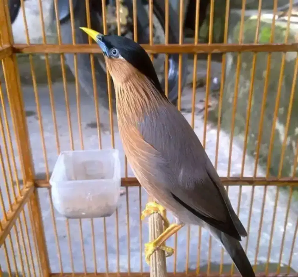 burung jalak brahmana/india straling harian berisik suara keras