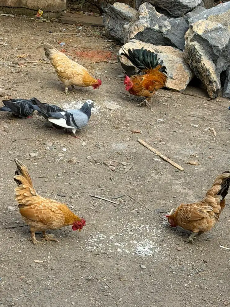 Dijual ayam kate 4 ekor