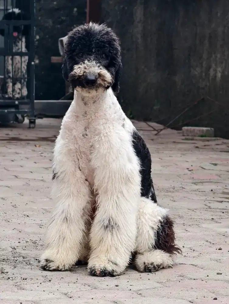 Giant poodle jantan FREE ONGKIR