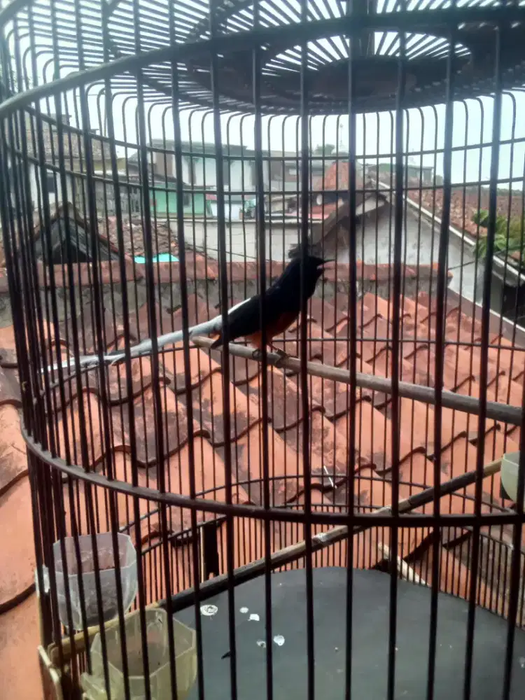 Murai batu blorok ekor slap putih