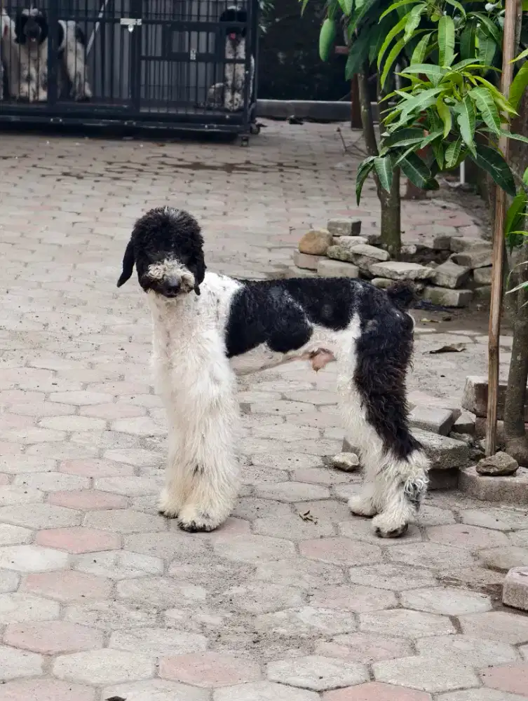 Giant poodle jantan stambum vaksin lengkap FREE ONGKIR