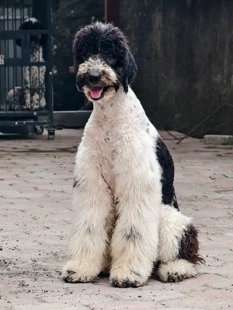 Giant poodle jantan murah