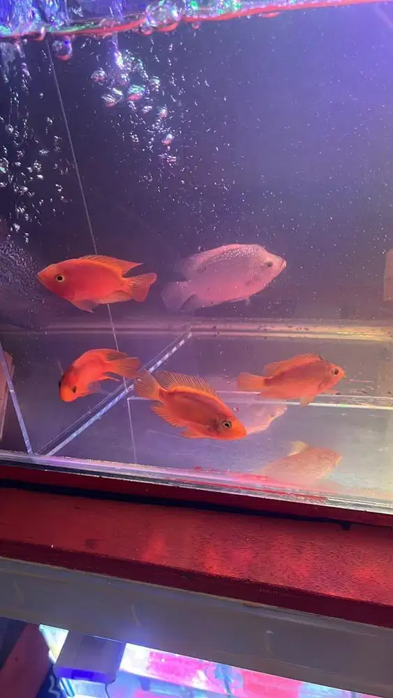 Ikan Red Parrot dan Louhan