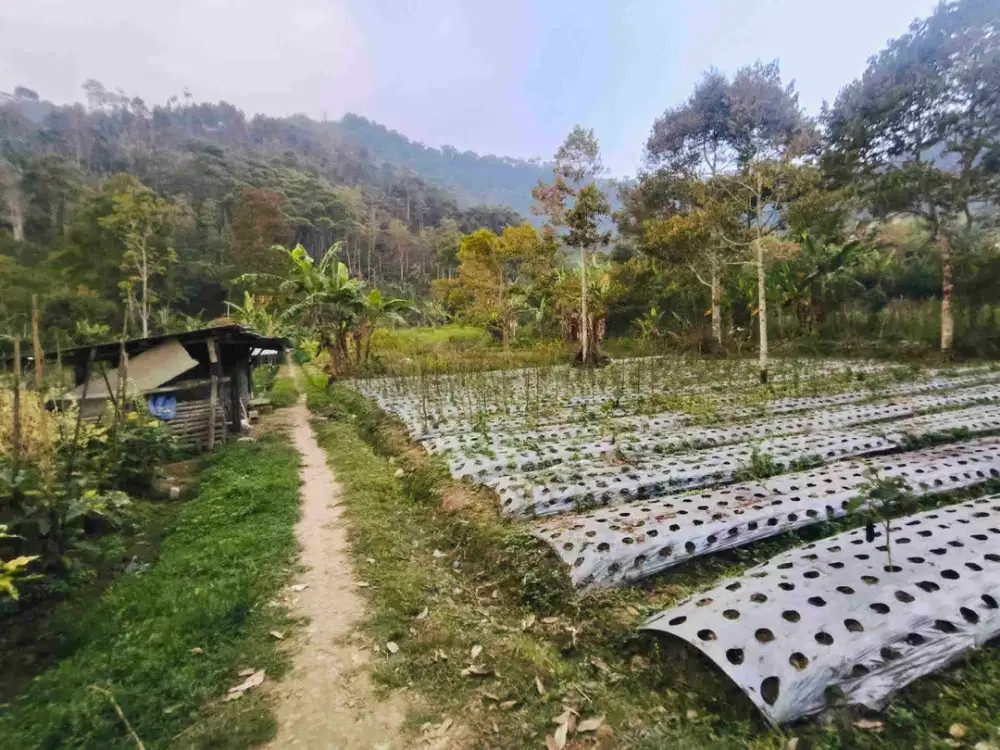 Tanah datar jantung kota wisata kemuning ngargoyoso KRA