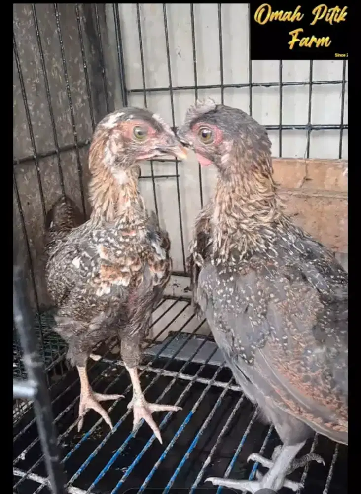 Ayam ketawa Durasi sambung X Durasi Panjang Sepasang Kwalitas