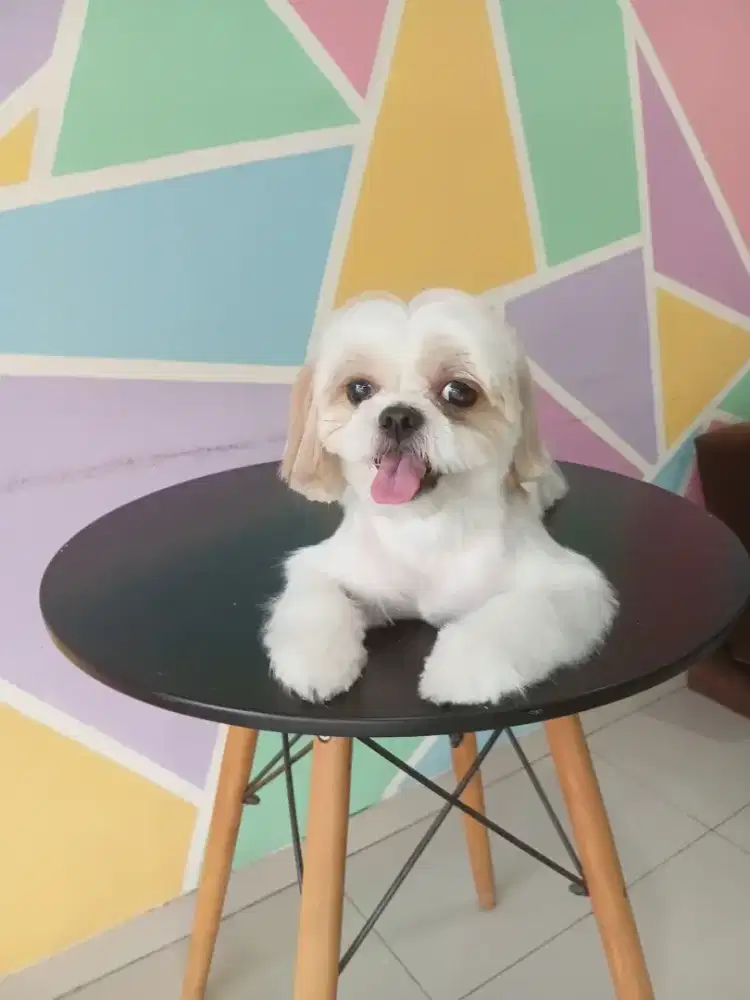 Groomer stylis berpengalaman