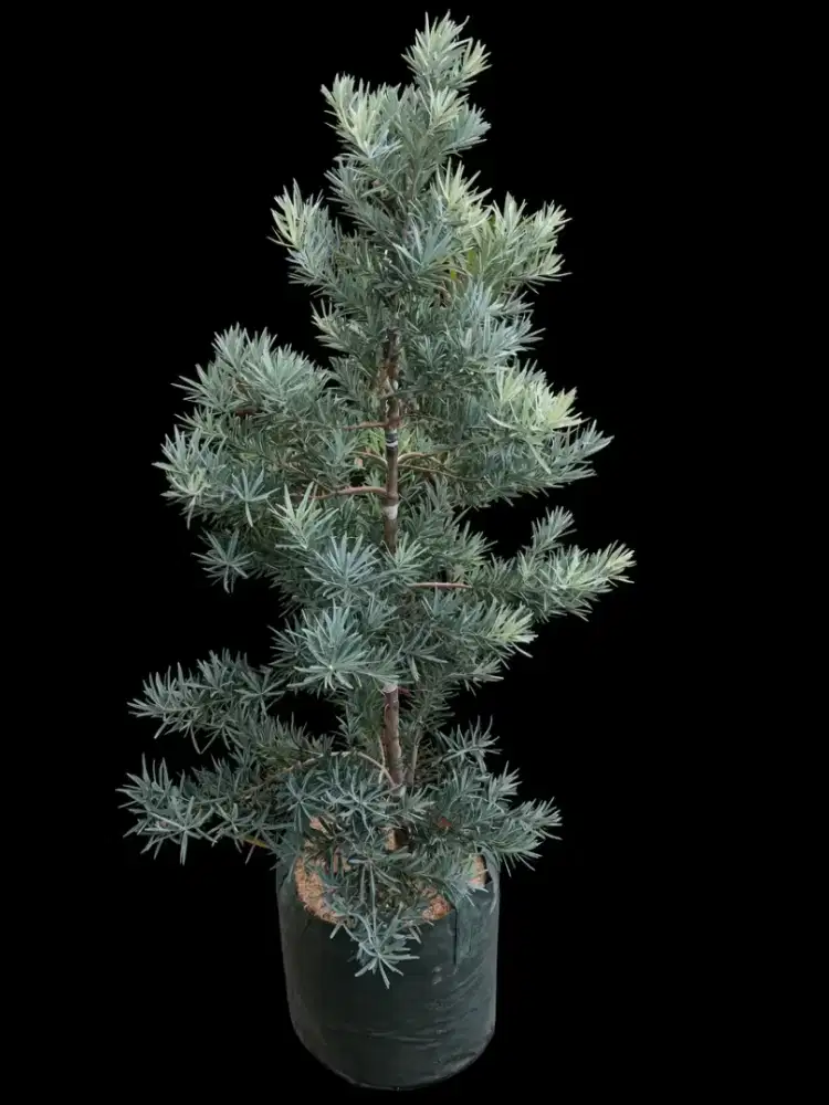 Lohansung blueice 1,3 meter (COD)