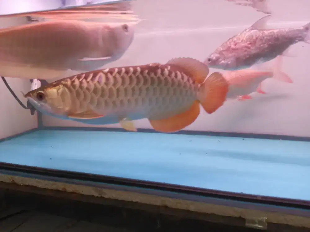 Arwana golden red / silver albino