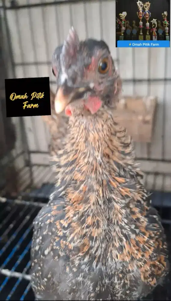 Ayam ketawa jantan Durasi Sambung kwalitas