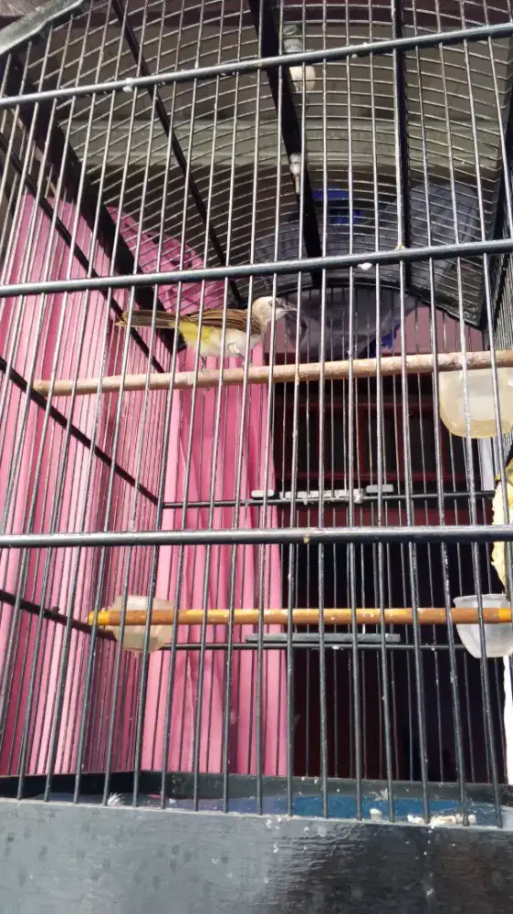 Burung crucukan bunyi semua nya