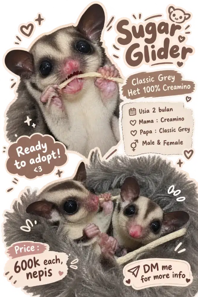 Sugar Glider Joey