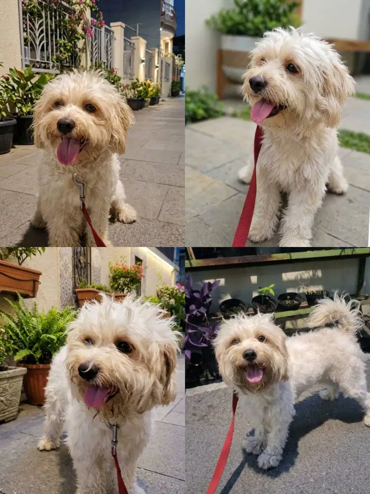 JUAL MALTESE MIX SHITZU