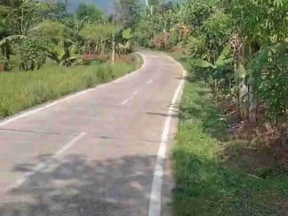 Sawah Produktif di cianjur kota bunga puncak