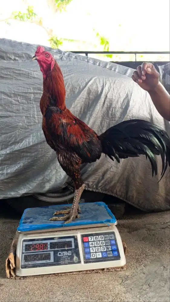 Ayam Pukul oleng (saraf)