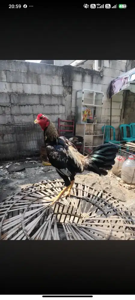 Ayam bangkok ( mangon)