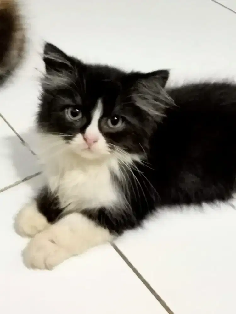 Anakan Persia Flatnose long hair 4 ekor, 2 jantan, 2 betina,