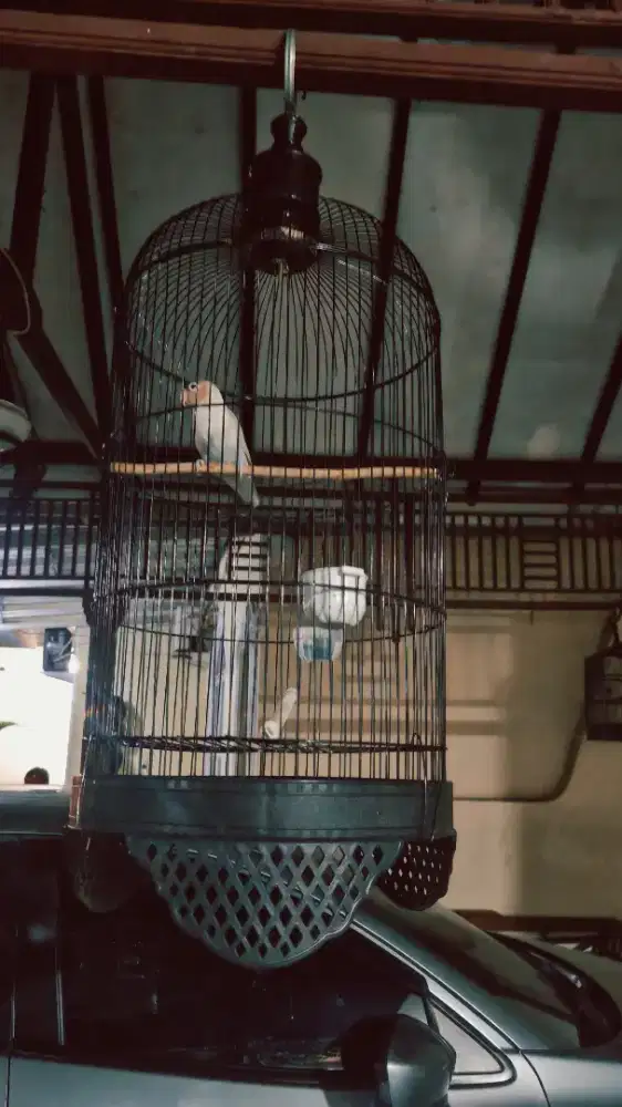 Lovebird + Kandang