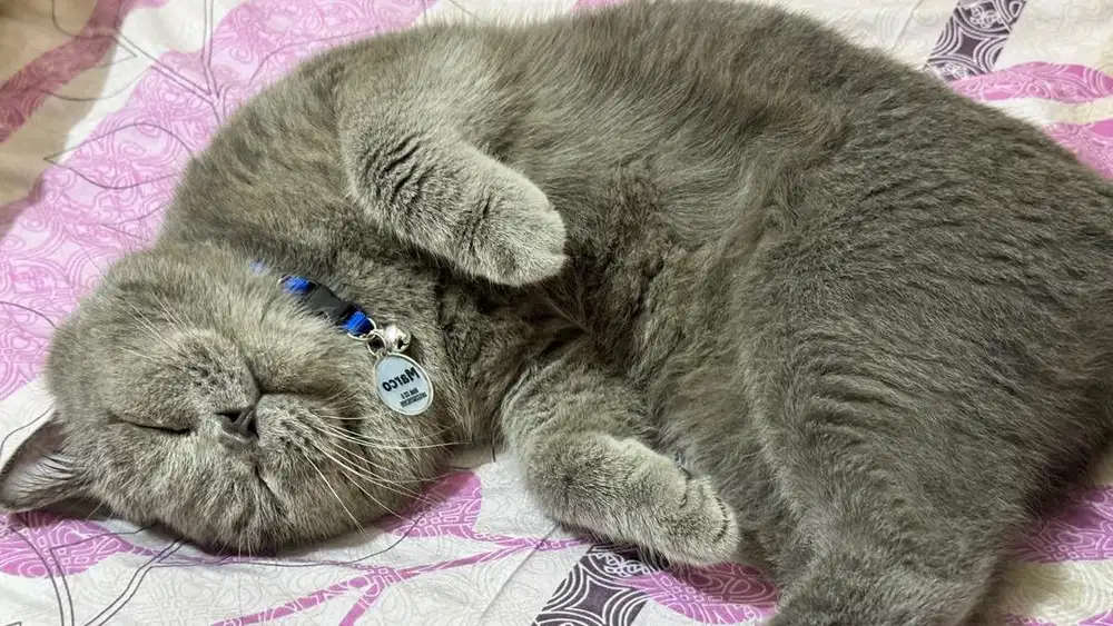 JASA PACAK KUCING BSH