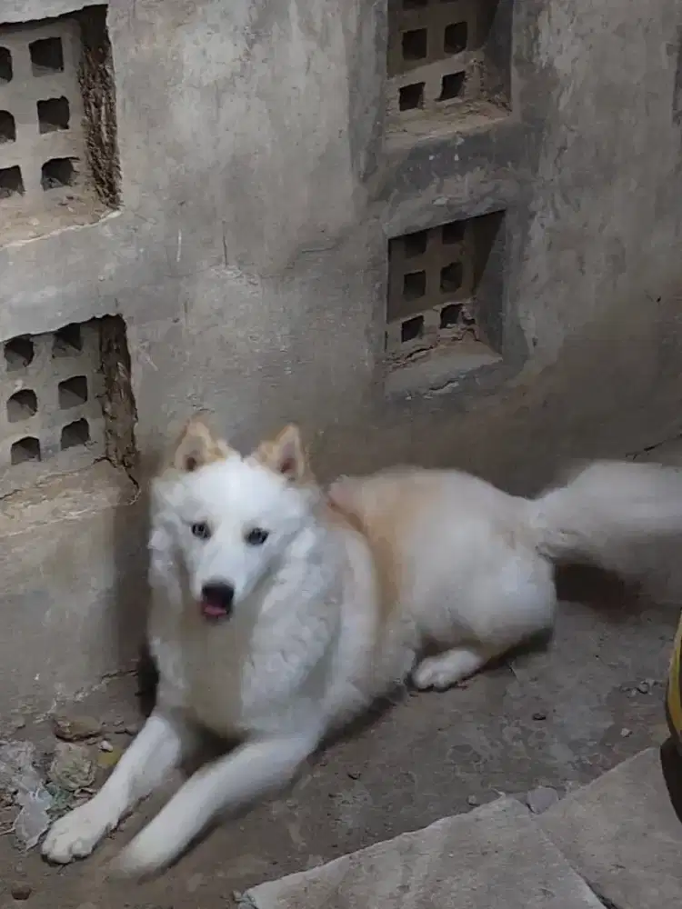 Husky Jantan Non Stambum