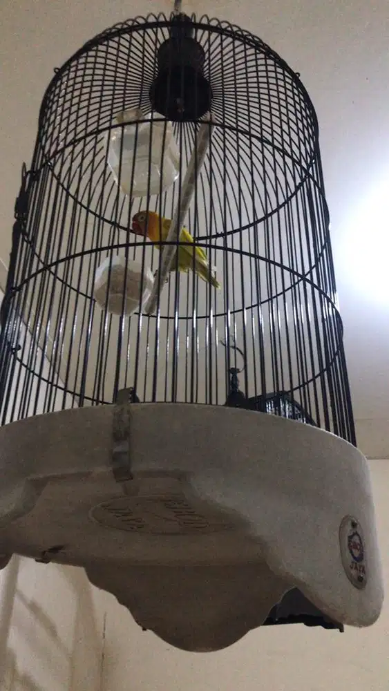 Burung lovebird paskunjo tebok ebod