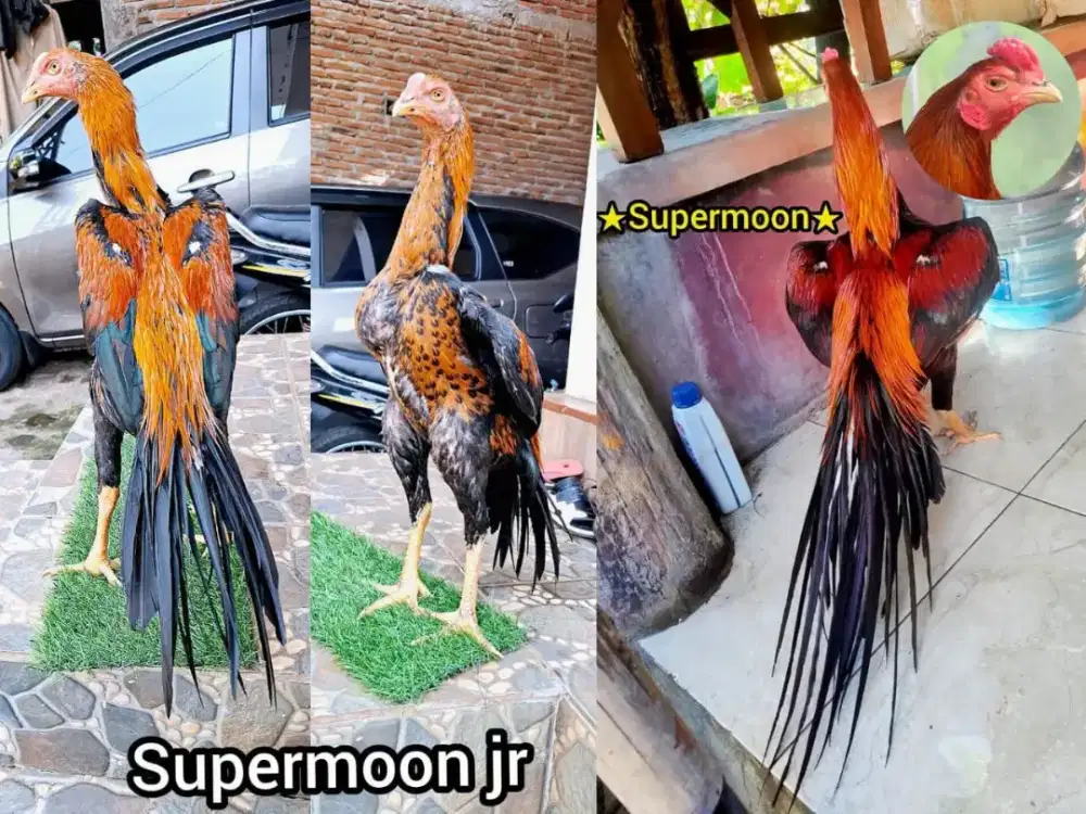 ayam ekor lidi ekor kaku