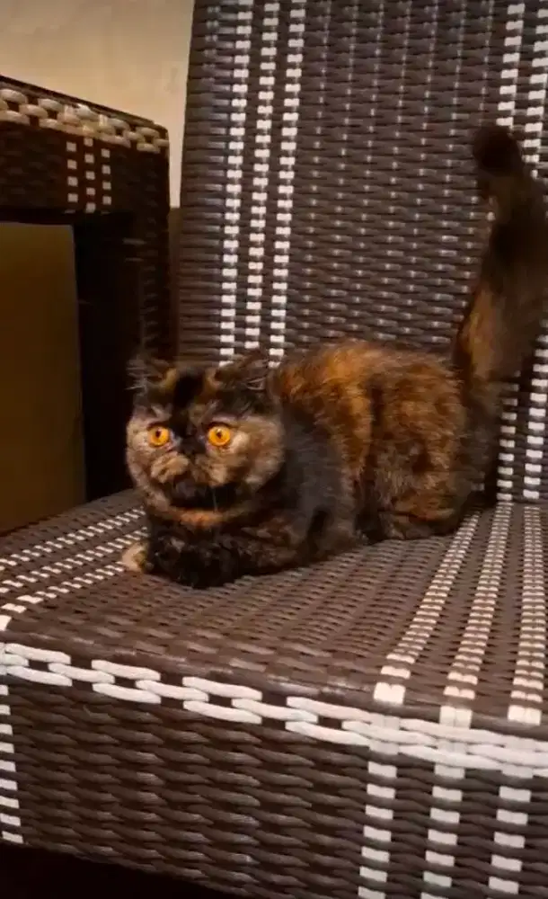 Kucing munchkin exotic betina 8 bulan