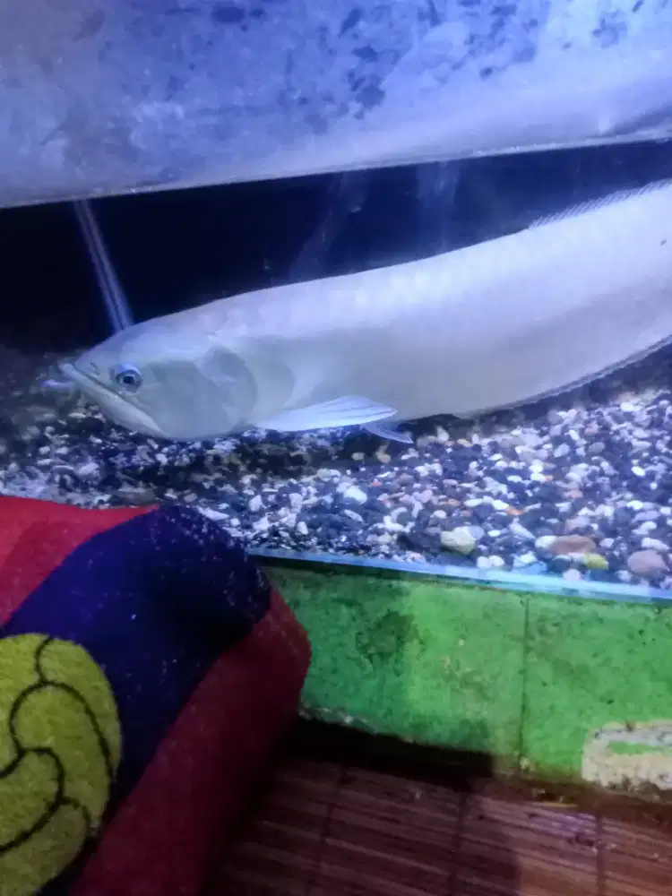 Ikan Arwana silver 50 cm full set Akuariumnya