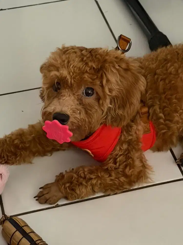 Anak anjing toypoodle jantan