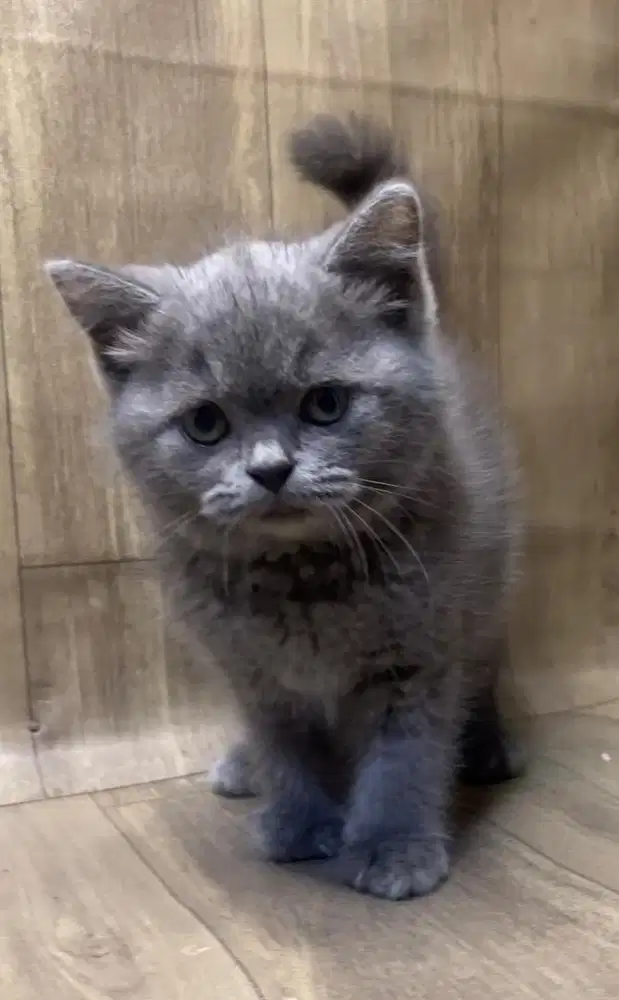 Kucing brittish shorthair betina