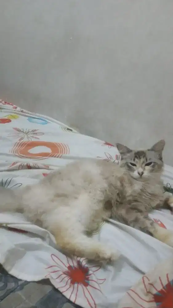 Kucing himalaya campuran persia