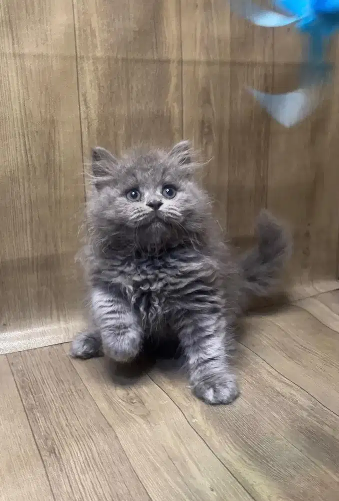 Kucing brittish longhair