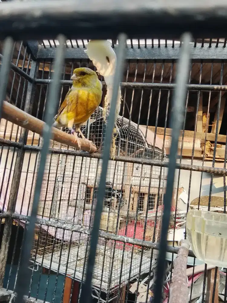 Kenari F1 ys hijau botol