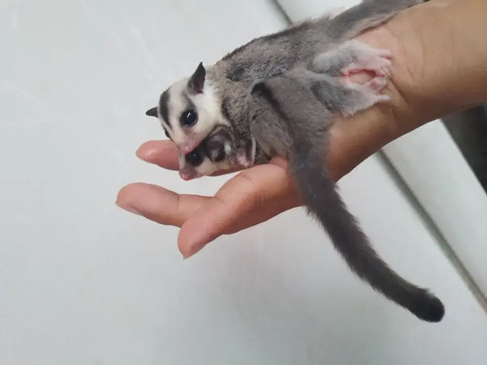 sugar glider Wf betina