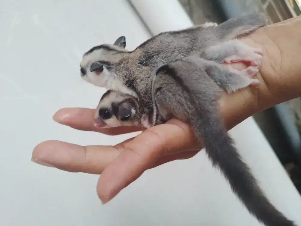 sugar glider Cg jantan