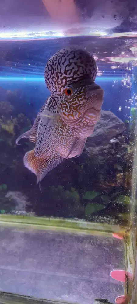 Ikan louhan kamfa