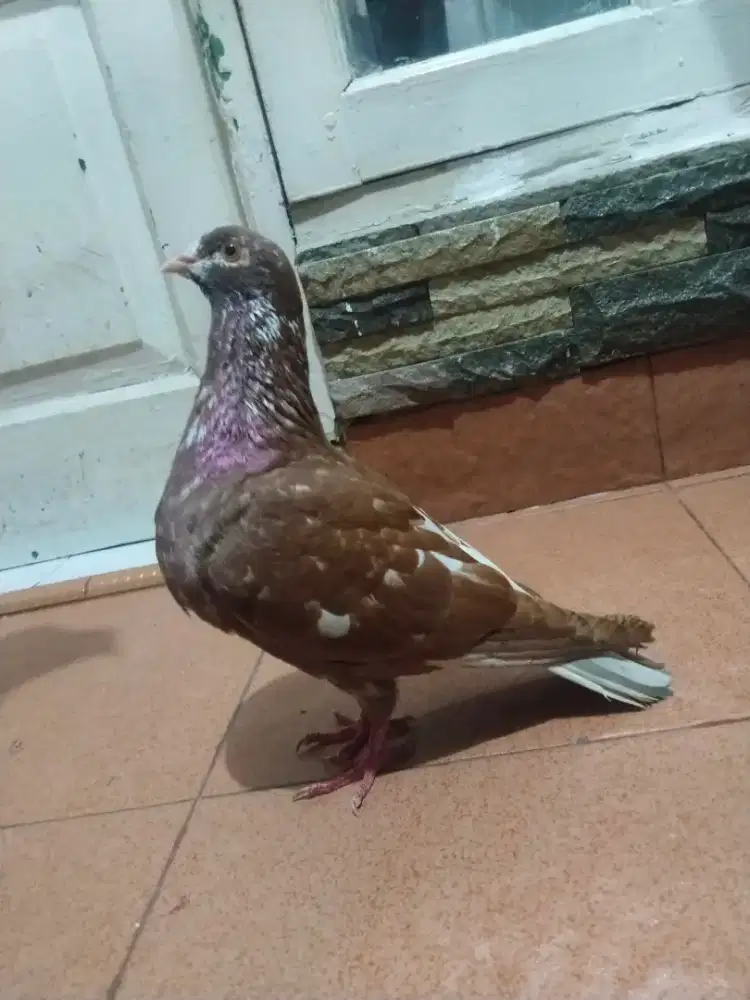 Merpati kolong sepasang