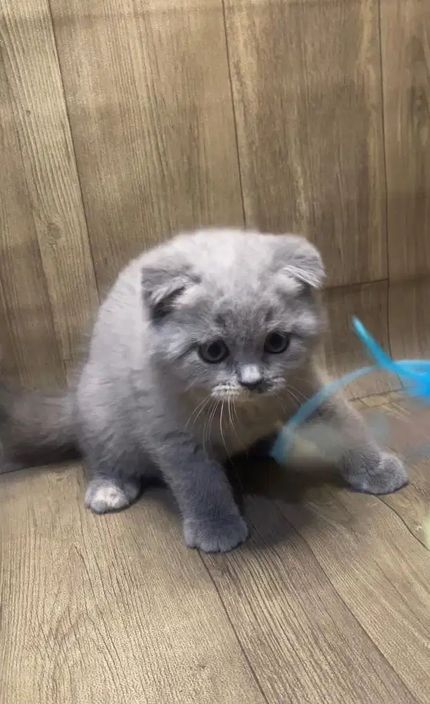 Kucing scottish fold
