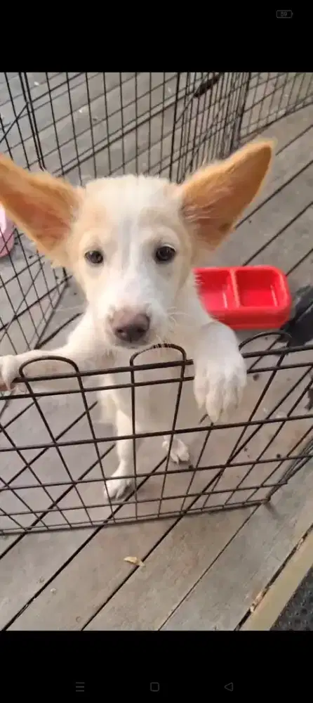 Corgy Mix Betina