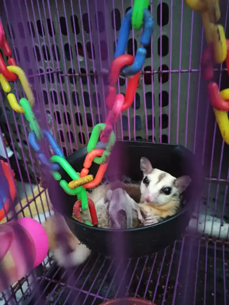 [Sell] Sugar Glider Sepasang Leu x TPM