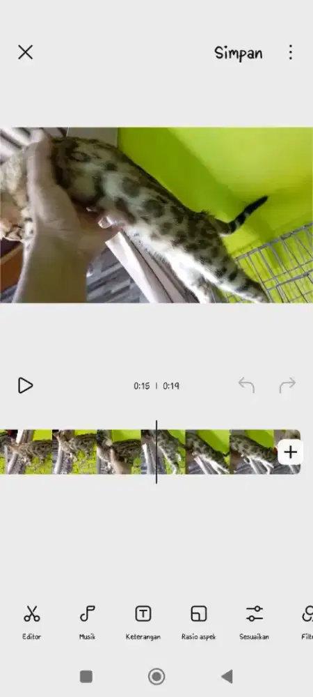 Kucing 6 bulan jantan
