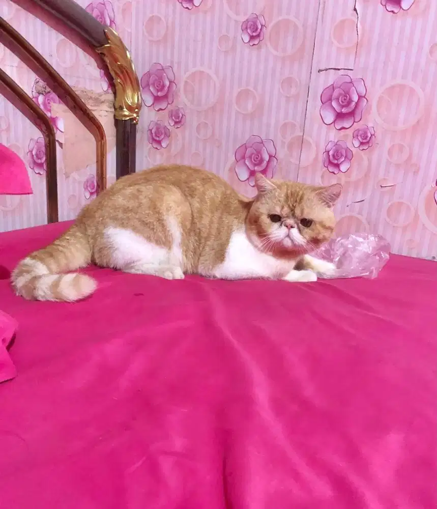 Kucing Peaknose Exotic Jantan Bicolour