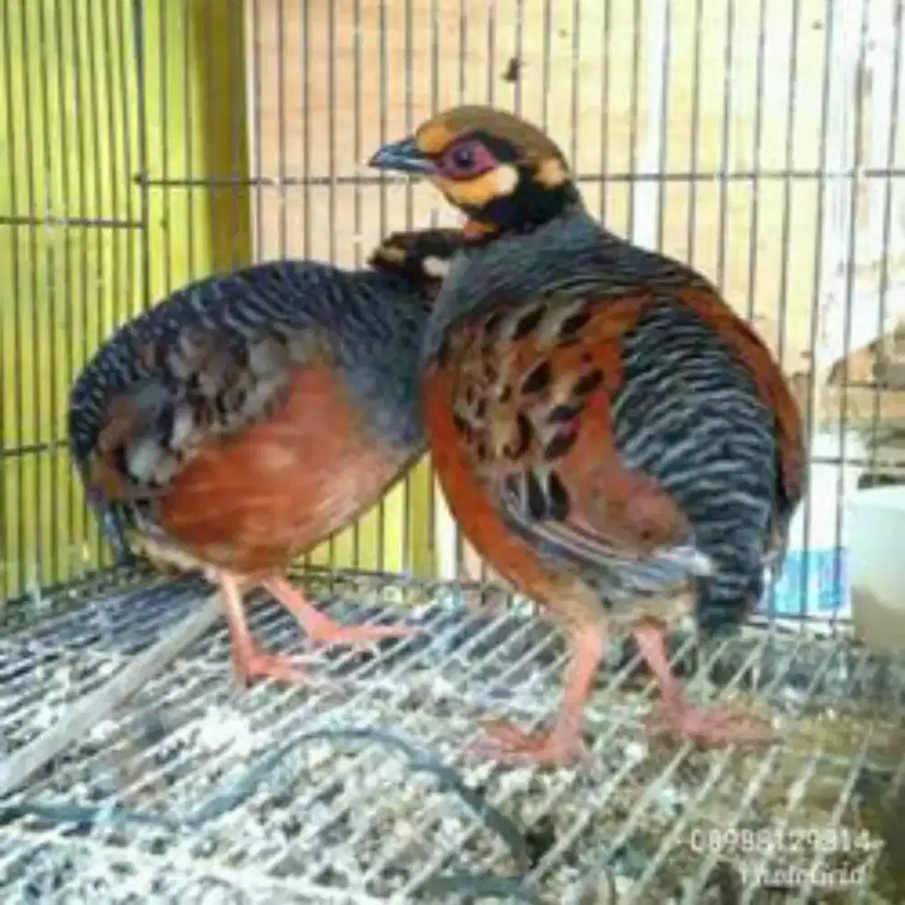 Sepasang puyuh gongong gacor bunyi terus