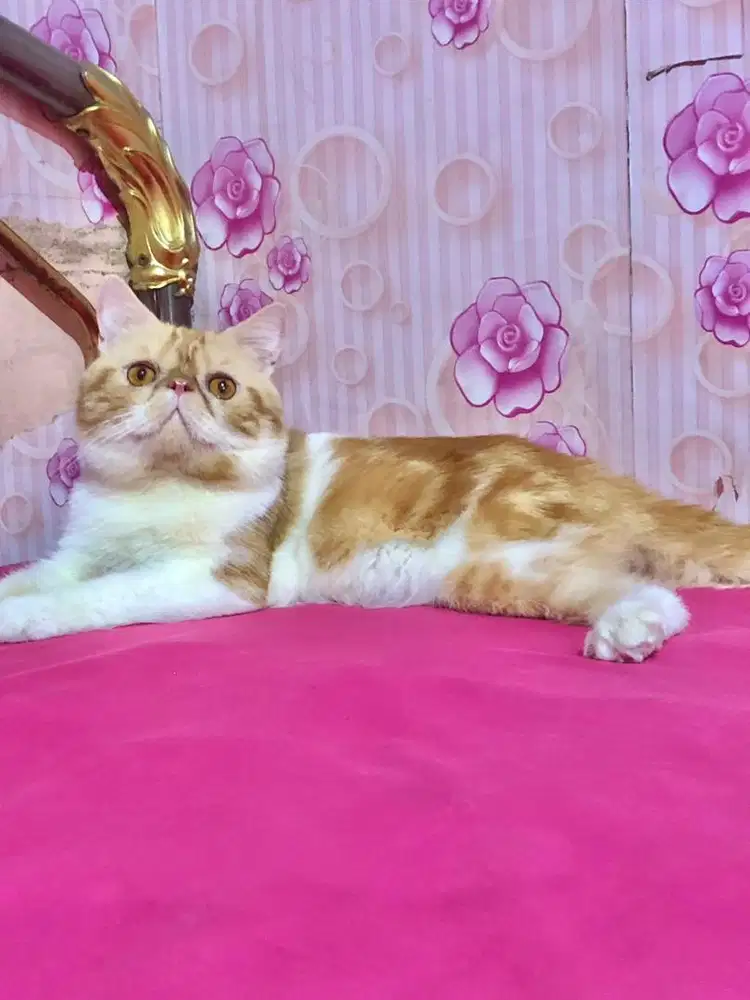 Kucing Peaknose Exotic Jantan Lucuu