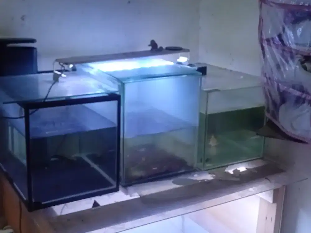 Aquarium 40x30 3 buah beserta isinya