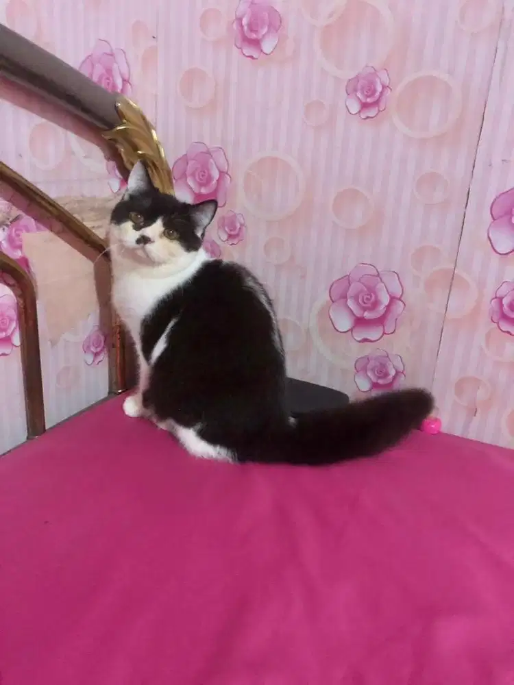 Kucing BSH Mix Exotic Jantan Gimbul